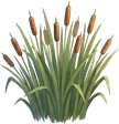 Reeds, as drawn for the game.