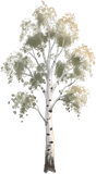 Birch, as drawn for the game.