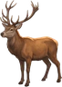 Deer, as drawn for the game.