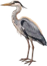 Heron, as drawn for the game.